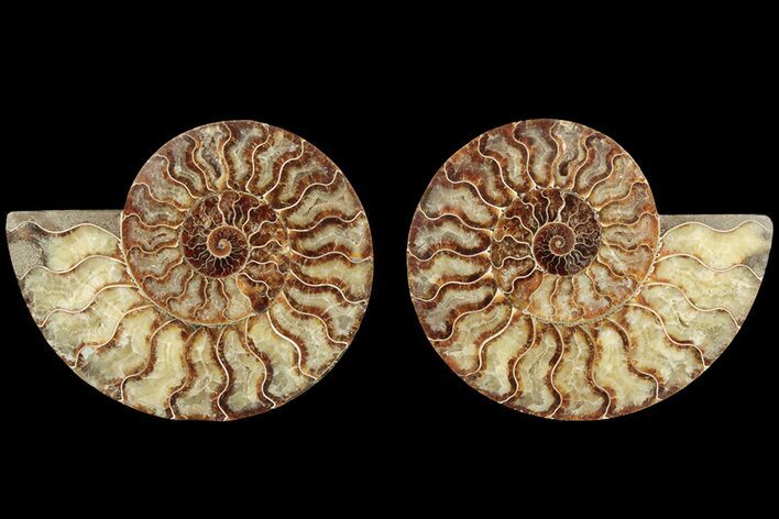 Agatized, Cut & Polished Ammonite Fossil - Madagasar #184294